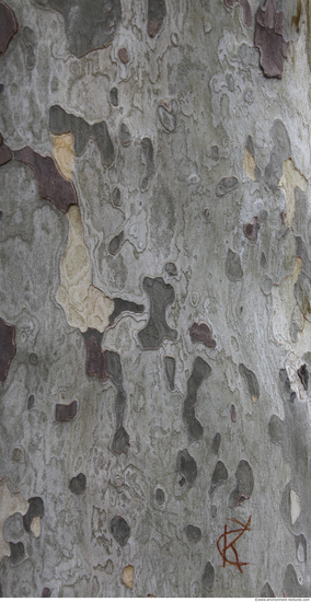 Tree Bark