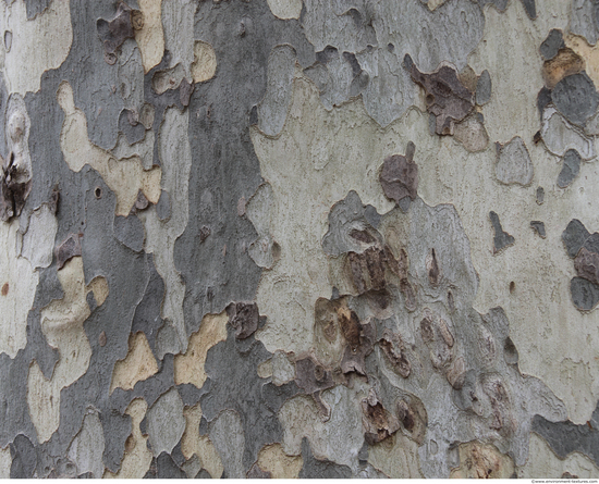 Tree Bark