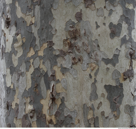 Tree Bark