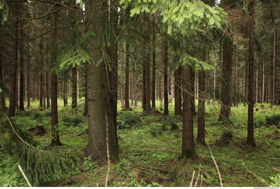 Background Forests