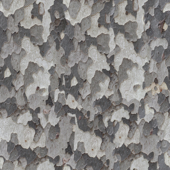 Seamless Tree Bark