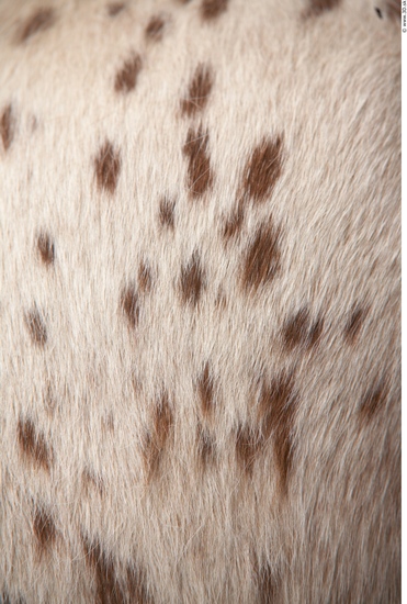 Fur