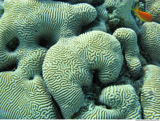 Corals