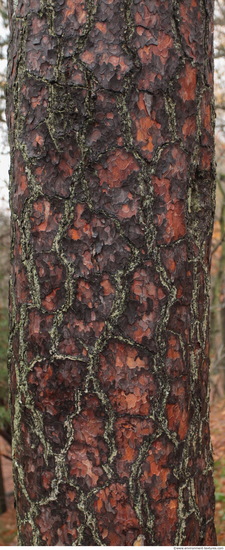 Tree Bark