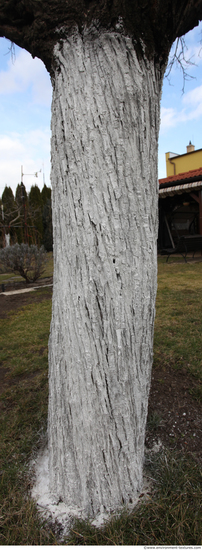 Tree Bark