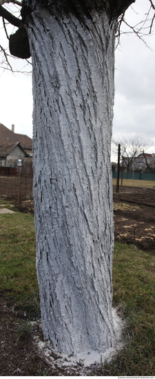 Tree Bark