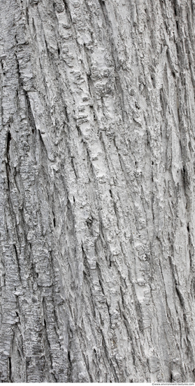 Tree Bark