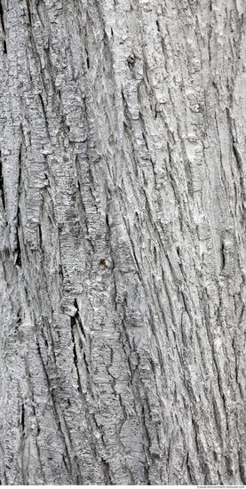 Tree Bark