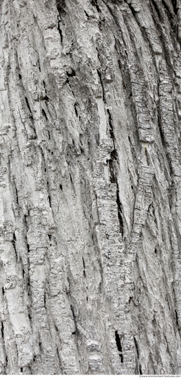 Tree Bark