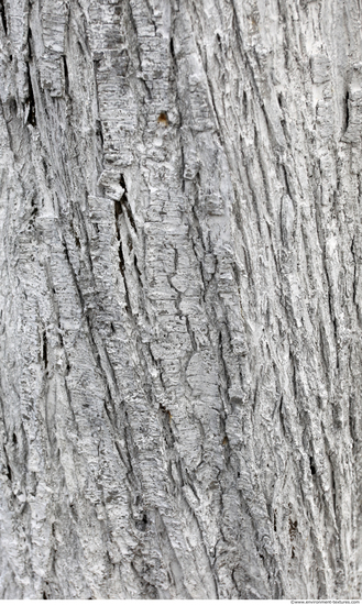 Tree Bark