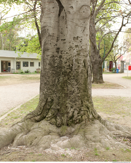 Tree Bark