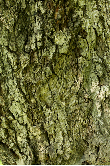 Tree Bark