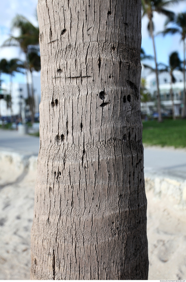 Tree Bark