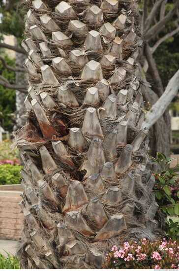 Tree Bark