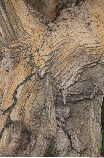 Tree Bark