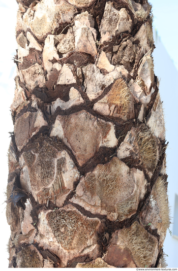 Tree Bark