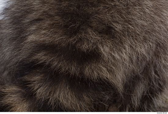 Fur