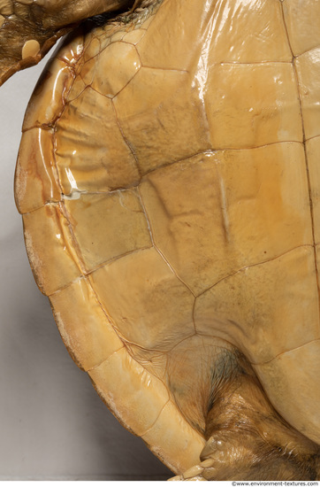 Turtle Shell