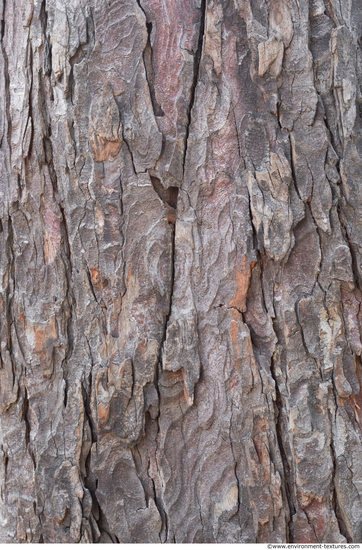 Tree Bark