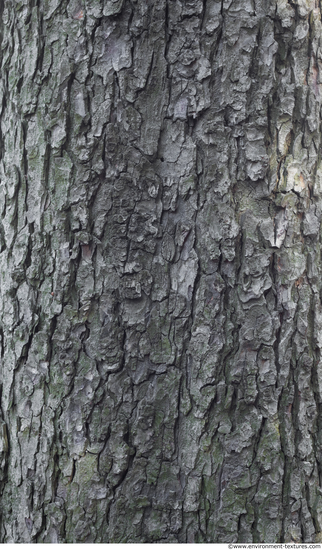 Tree Bark