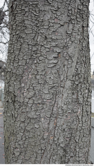 Tree Bark