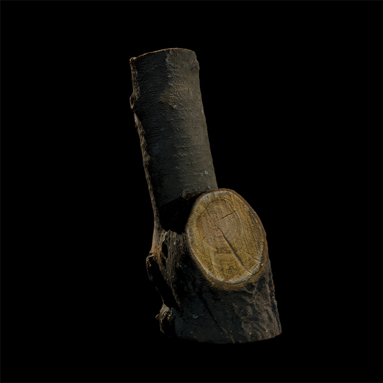 3D scan tree wood