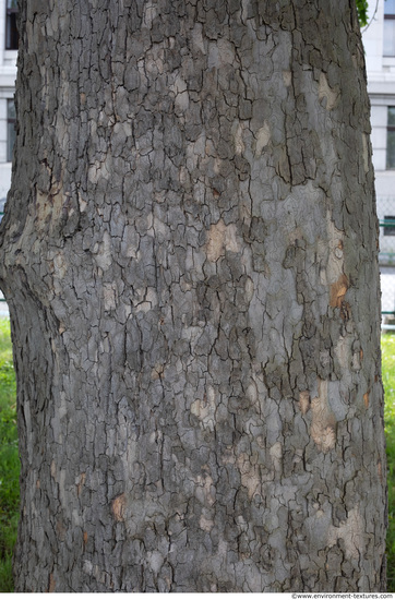 Tree Bark