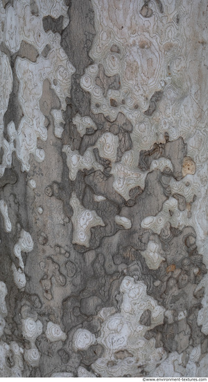 Tree Bark