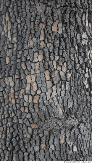 Tree Bark