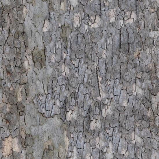 Seamless Tree Bark