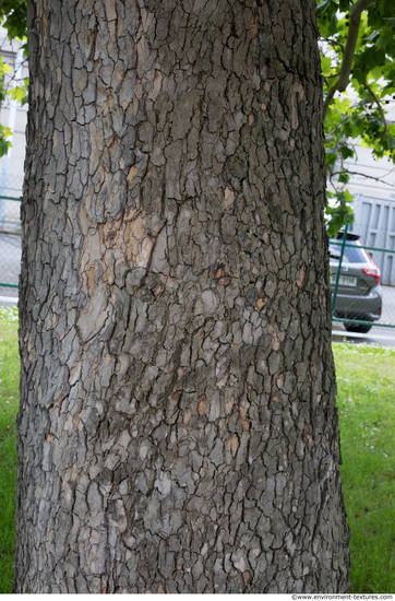 wood tree bark