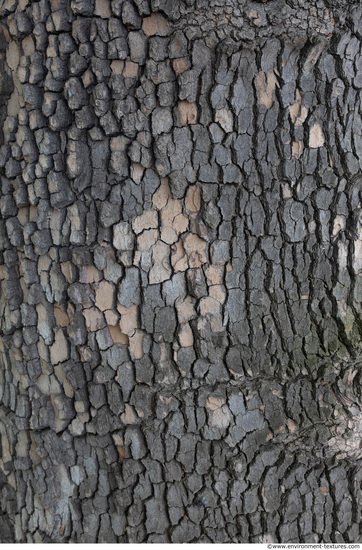 wood tree bark