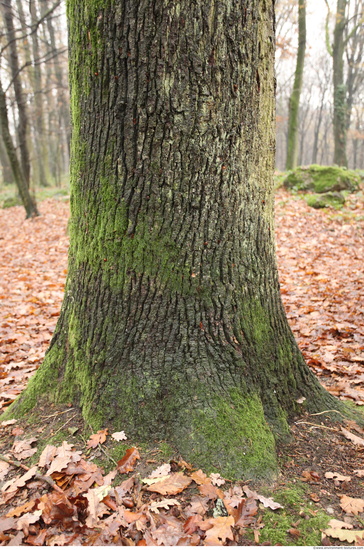 Tree Bark