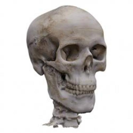 Skull Base 3D Scan