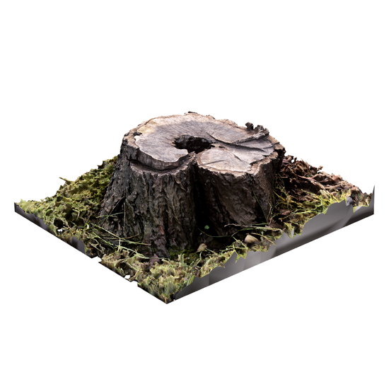 Stump Tree RAW 3D Scan