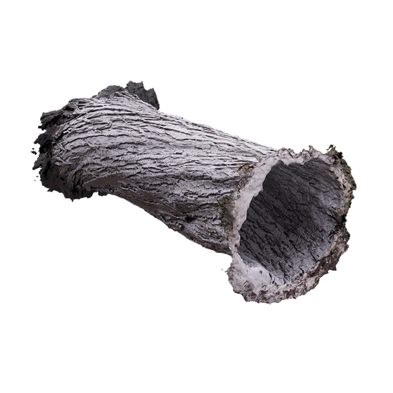 Tree Trunk RAW 3D Scan