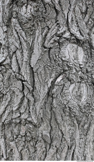 Tree Bark