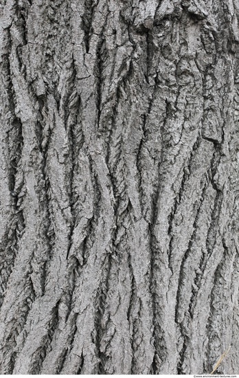 Tree Bark