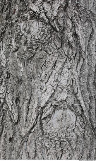 Tree Bark