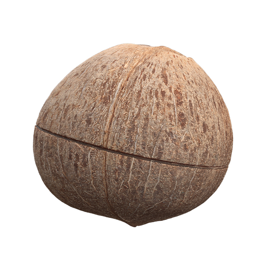 Coconut Fruit Retopo 3D Scan