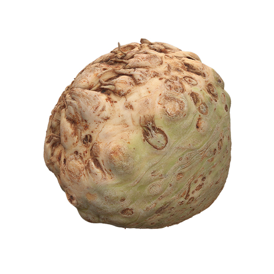 Celery Root 3D Scan Retopo