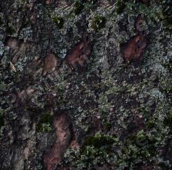 Seamless Tree Bark