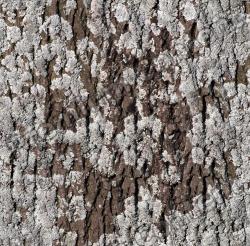 Seamless Tree Bark