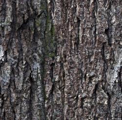 Seamless Bark