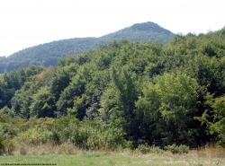 Photo Textures of Background Nature Summer