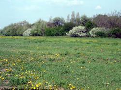 Photo Textures of Background Nature