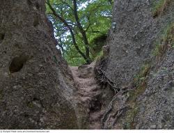 Photo Textures of Background Forest