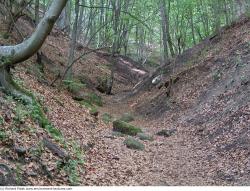 Photo Textures of Background Forest