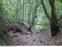 Photo Textures of Background Forest