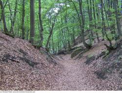 Photo Textures of Background Forest